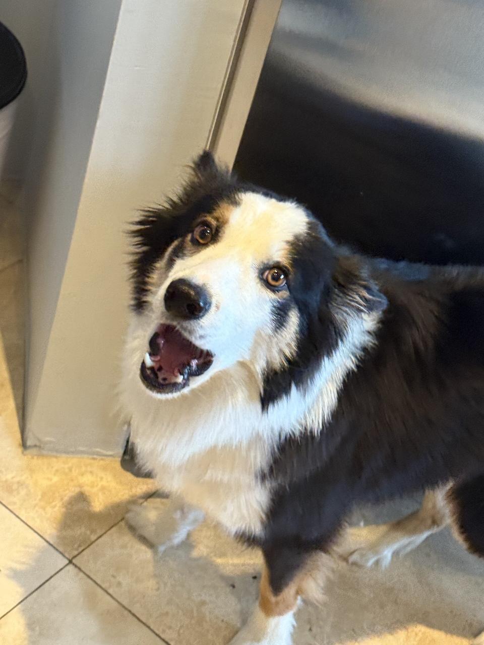 A border collie dog